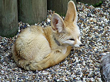 [صورة مرفقة: 220px-Fennec_Fox_@_Africa_Alive,_Lowestoft.jpg]