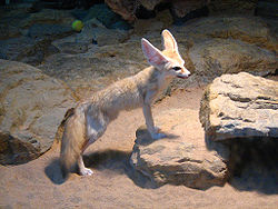 [صورة مرفقة: 250px-Fennec_Fox_(Vulpes_zerda)_Wilhelma_Zoo-8.jpg]