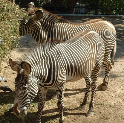 [صورة مرفقة: Zebra_de_Grevy.JPG]